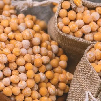 Soy beans placed in sacks
